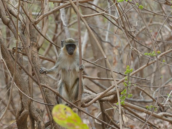 <h3><a href="/trips/gambia/biota/animalia/chordata/mammalia/primates/cercopithecidae/chlorocebus sabaeus/chlorocebus sabaeus-nl.html">Chlorocebus&nbsp;sabaeus</a> / Green&nbsp;monkey / </h3>OM-1 Mark II met OLYMPUS M.150-400mm F4.5, 1/2000 sec  bij F4.5, ISO 6400, afstand 8.96&nbsp;m